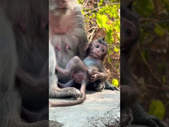 #Animakey#Mom&baby#lovelymonkey#babysocute#viral#animals#youtube#shorts#like#Subscribe#