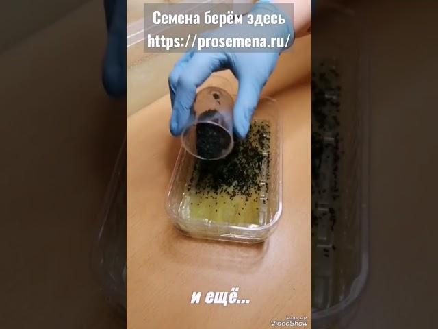 Домашний #лук сеем легко и быстро! ! #Микрозелень, #огород, #сад, #зелень, #семена