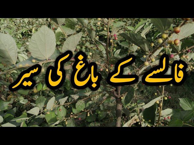 Falsa Garden | Falsa Farming in Pakistan | Village Life | Fresh Falsa