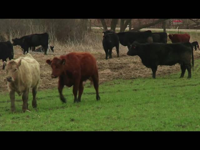 Cattle Cover Crops