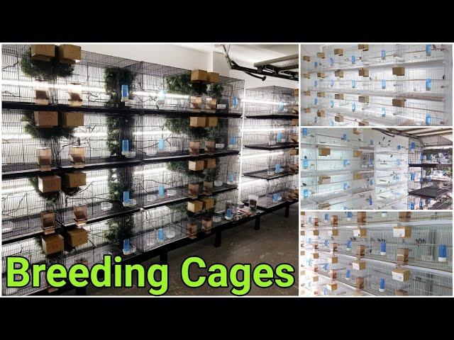 My Bird Breeding Cages And Set Up | Finch Breeding Room | Aviary