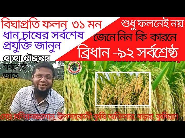 বোরো ধানের সর্বোচ্চ ফলনশীল ব্রিধান ৯২ এর সর্বাধুনিক চাষ কৌশল|| High Yielding Boro Rice BRRi dhan 92