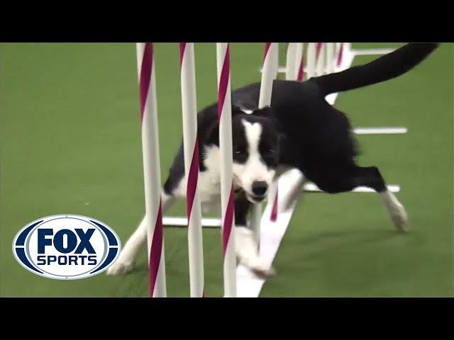 Watch Border Collie, Tex, Win 2015 Masters Agility Championship | FOX SPORTS