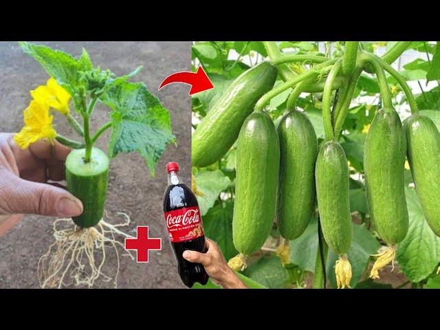 A great way: to growing a cucumber tree from a cucumber fruit to get more fruit fast​​ 100%