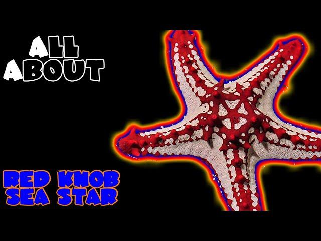 All About The Red Knob Sea Star or Red General Starfish or African Sea Star or Red Spine Star