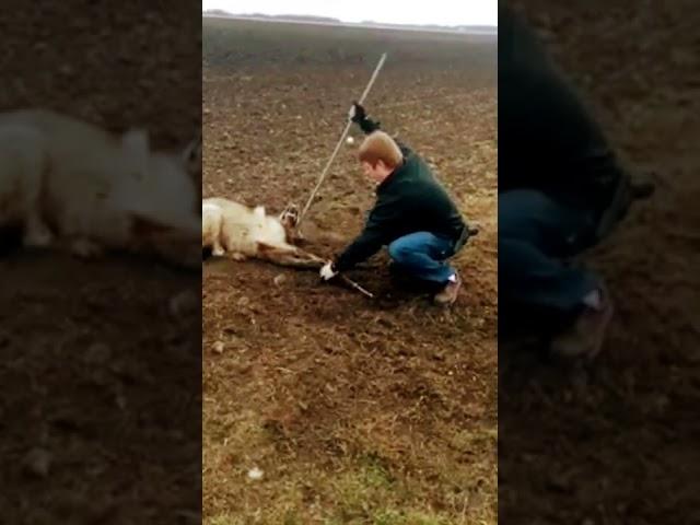 A man rescued a wolf from the trap      أنقذ رجل ذئبًا من الفخ