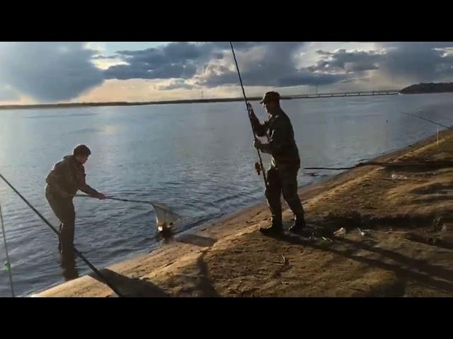 Рыбалка на Амуре 7.05.2019. Хабаровск, пляж Дальдизель. Сазан на самодельные бойлы