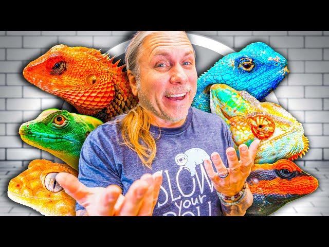All My Lizards At My Reptile Zoo! (Full Tour)