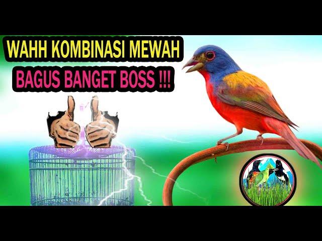 Masteran Burung Kombinasi Full Isian Mewah