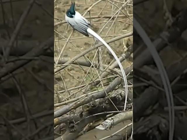 Very Long Tail Bird #birds #nature #wildlife #birdlovers #birding #nature #parrots #natgeo