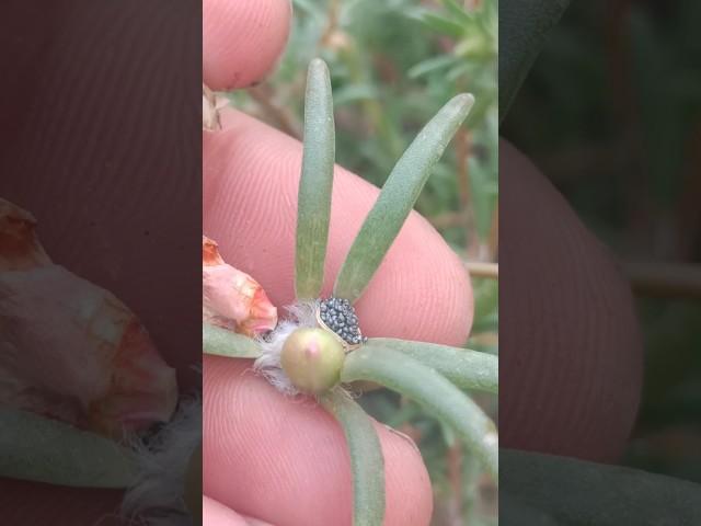 portulaca seeds shorts        #shorts #viralshort #terracegarden #flower #rooftop #seed