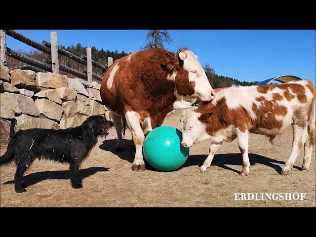 Zuckersüß: So sehr liebt Rind Michel das Ballspiel