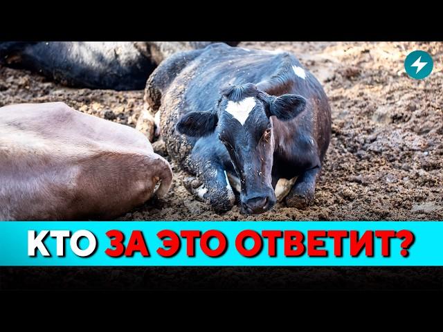 ГРОМКОЕ ДЕЛО! Уголовка на ферме: что сделали с животными? Мозырь бьёт тревогу // Новости Беларуси
