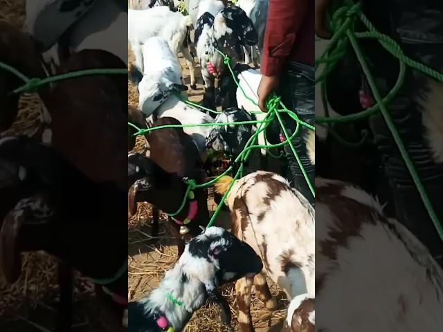 RK goat farming ayodhya #bakri #goatfarming #sort #viral #bakripalan #youtubeshorts