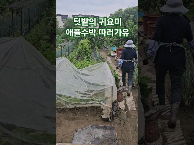 참 키우기쉬운 애플수박. 사과처럼 깎아먹어요 #애플수박효능 #이뇨작용(시트룰린) #피부미용(수분) #항암,노화예방(리코펜) #최초재배지(문경)