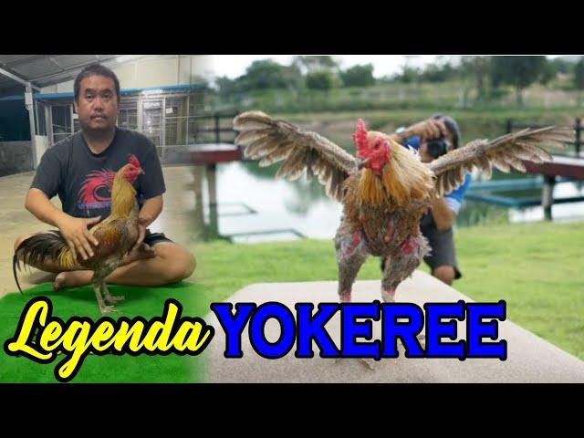 Legenda Ayam Mangon Yokeree
