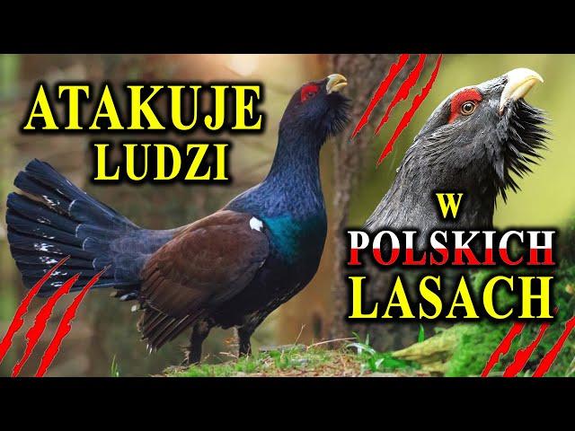 Dlaczego Atakuje Ludzi? - GŁUSZEC - Piękny, Wielki i Głuchy