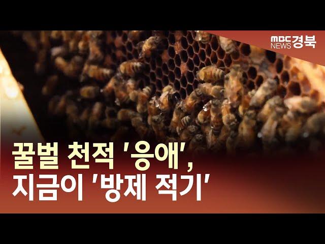 [R]꿀벌 천적 '응애', 지금이 '방제 적기' / 안동MBC