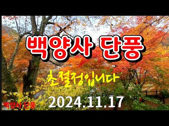 [장성 백암산] 백양사 단풍 2024.11.17.초절정