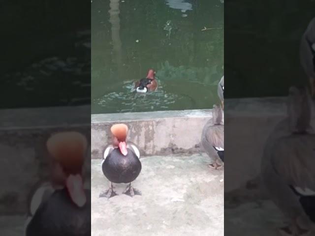 african black crown crane in lakki marwat wildlife park