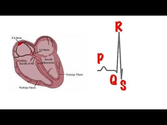 The basics of the ECG in 5 min