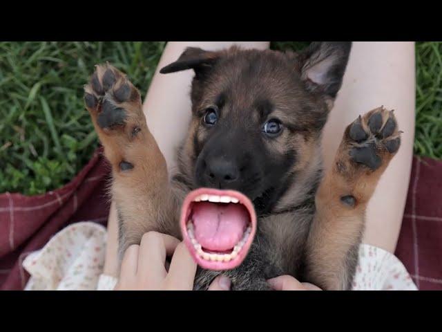 Dogs with Man's Mouth | woof