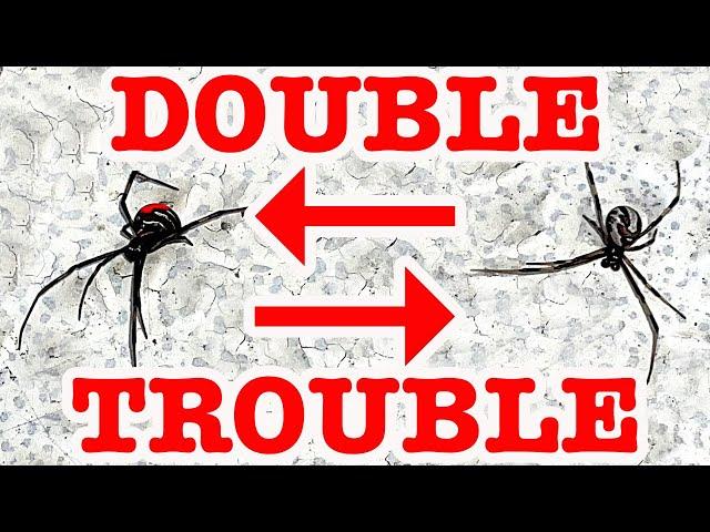 Redback Spider Roundup Double Trouble Flamethrower In July