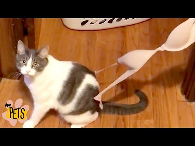 Craziest Cats EVER! | The Best Cute, Funny Animal Videos Compilation #2 | AFV Pets