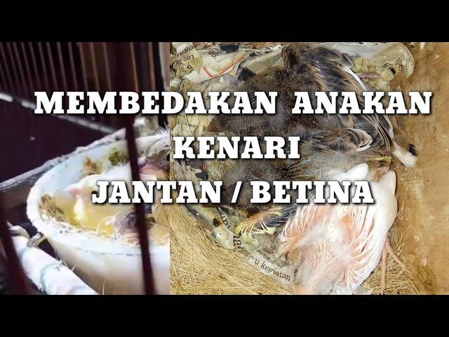 Cara MEMBEDAKAN ANAKAN KENARI jantan DAN betina √ anakan kenari