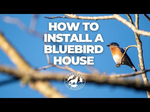 How To Install a Bluebird House