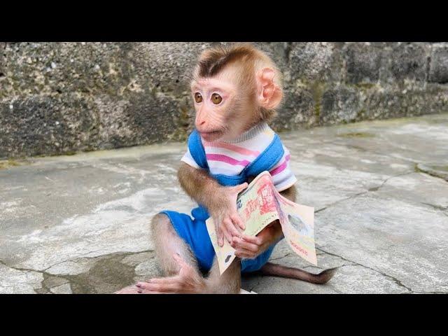 Tina the monkey is waiting to return the money she found.