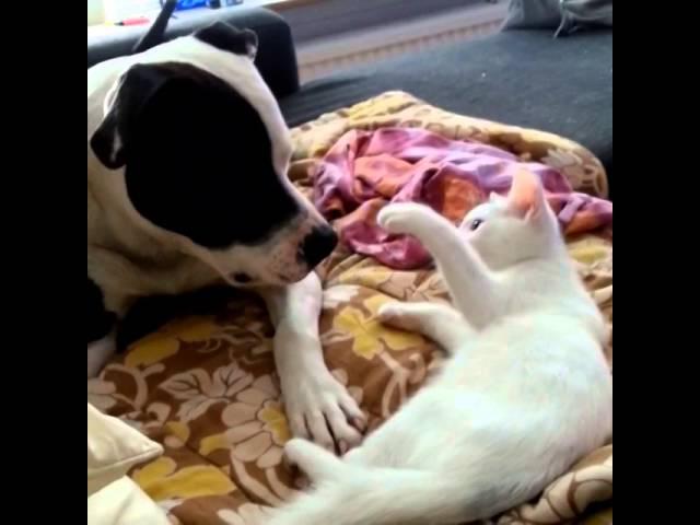 Cute kitten and amstaff