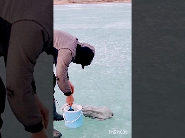 ОПОСЯН на льду 24 февраля 2023 АЛТЫН ЭМЕЛЬ #fishing #активныйобразжизни