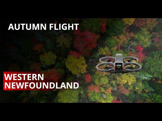 Autumn Flight: FPV Adventure Over Western Newfoundland's Fall Canopy