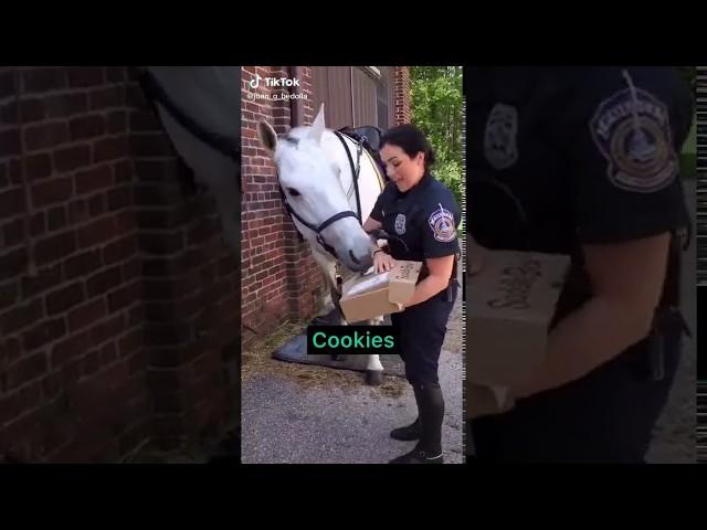 #29Trending #Funny #Horse Celebrating His Birthday  with His Best Friend 