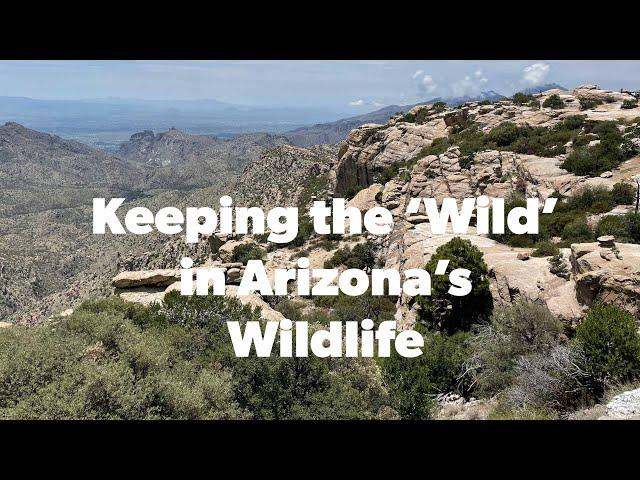 Keeping the 'Wild' in Arizona's Wildlife