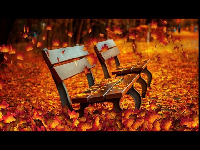 ASMR soundscape   Cozy Autumn Porch Ambience rustling leaves, candy wrappers, evening sounds