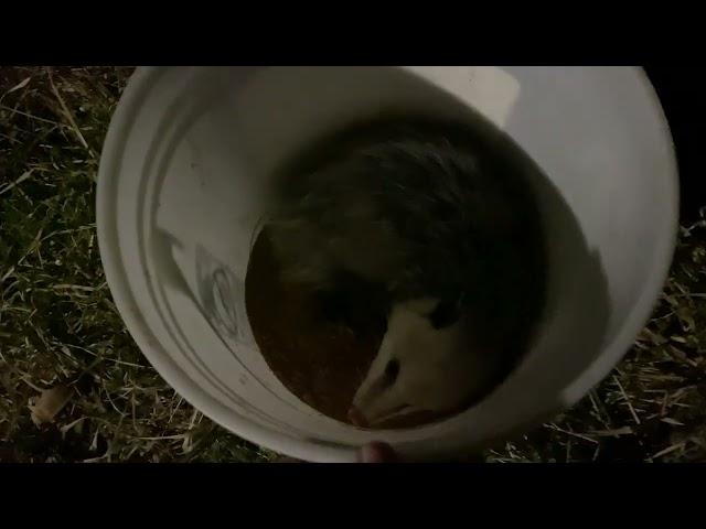 Poor possum!!! My bad