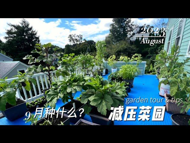 9 月种什么？夏菜要不要拉秧？ 参观我的阳台菜园+种植经验分享