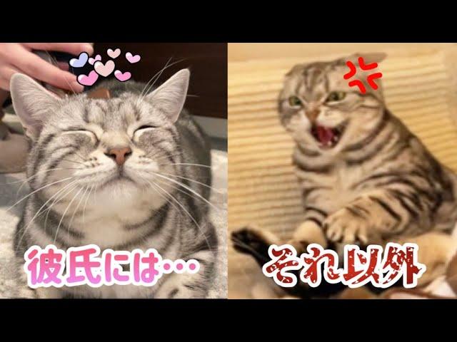 キレ症の愛猫が彼氏だけに見せる素顔が乙女すぎた...。