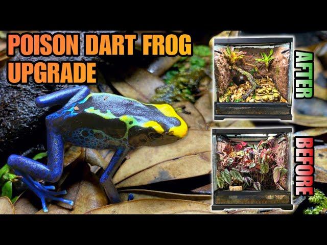 UPGRADING MY POISON DART FROG TERRARIUM + BIG SURPRISE SNEAK PEEK!