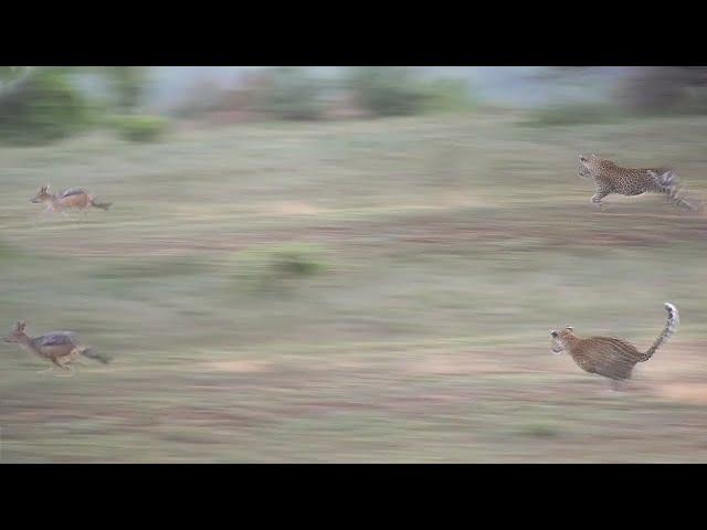 LEOPARD vs JACKALS  LIONS hunt BUFFALO BULL 