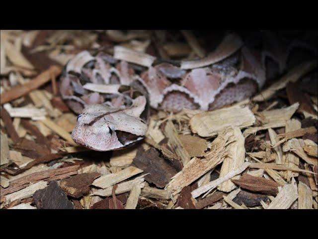 Live feeding  dangerous venomous snakes !