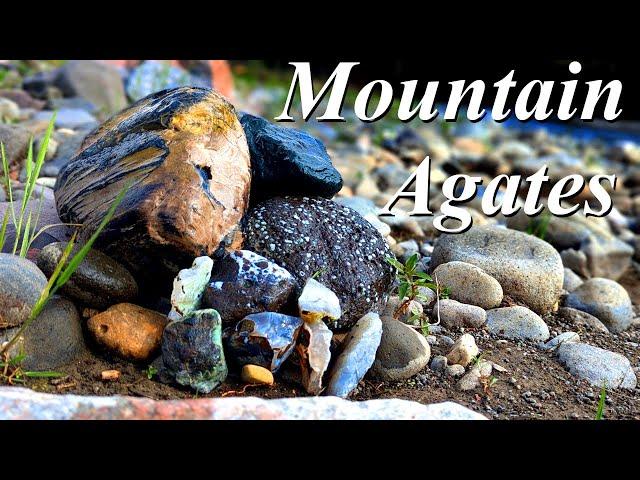 Agates, Petrified Wood, & Galaxy Stone! Hunting a Mountain Stream for Beautiful Treasures!