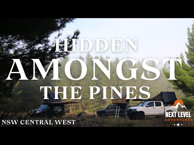 Hidden in The Forest! Secluded Pine Forest Camping in NSW Central West!