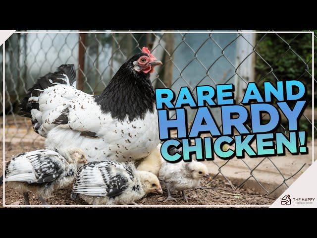 Get to Know the Black-and-White Lakenvelder Chickens!