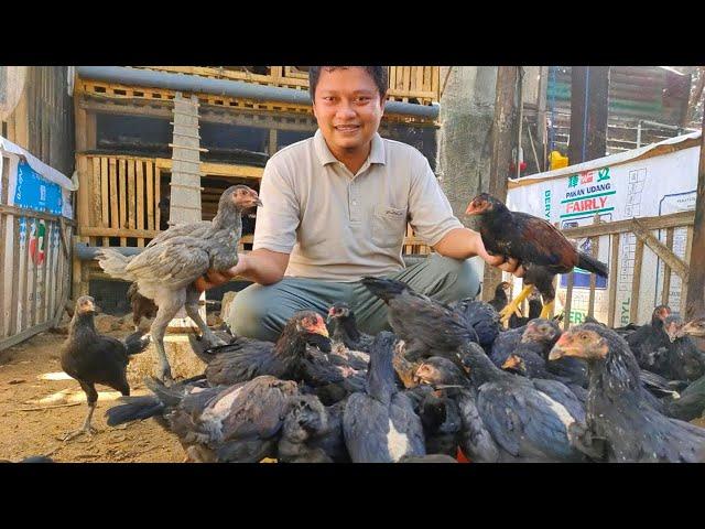 4 CARA TERNAK AYAM KAMPUNG UNTUK PEMULA! DIJAMIN MENGUNTUNGKAN!