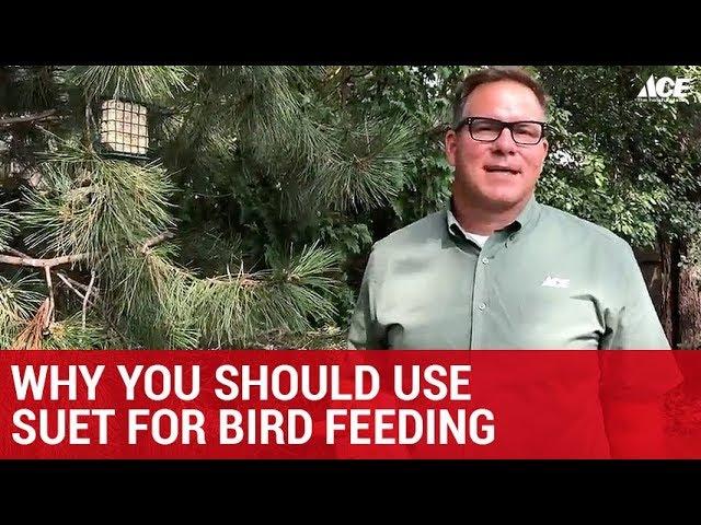 Why You Should Use Suet For Bird Feeding  - Ace Hardware