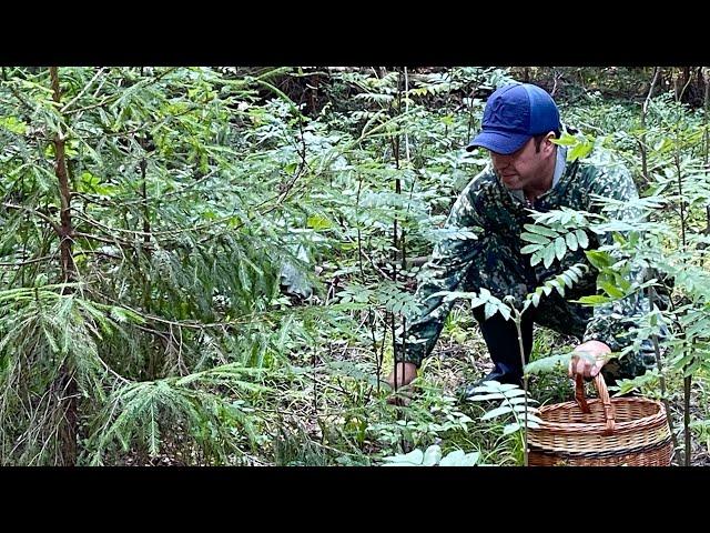 Набрали багажник грибов! Грибы