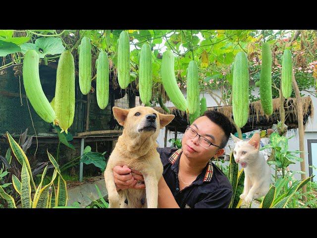 Harvesting luffa | cooking & processing | daily life | farm | Minh Tuyen Farm